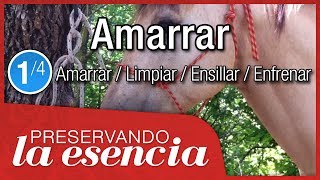 Cómo amarrar o apersogar un caballo Tutorial de dos versiones  nudo de jáquima de manejo natural [upl. by Deck]