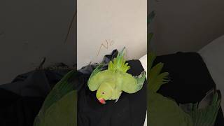 Titto  pattu  titto pattu parrot 🦜  pet parrot titto shortsfeed pet trendingvideo shorts [upl. by Aidnyc276]