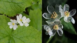 Beautiful “Skeleton Flower” Turns Transparent When It Rains Diphylleia grayi [upl. by Bow140]