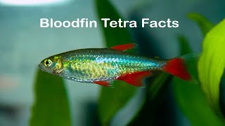 Bloodfin Tetra Fish Facts [upl. by Lyj791]