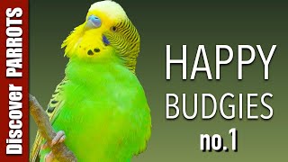 Happy Budgies 1  Budgerigar Sounds to Play for Your Parakeets  Discover PARROTS [upl. by Attennaej965]