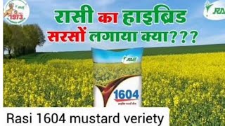 सरसो की खेती 2Mustard Farming 2 Variety Rasi 1604 [upl. by Nylhtac]