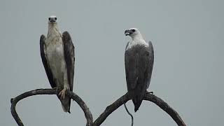 WhiteBellied Sea Eagle subadult amp adult [upl. by Droffats]