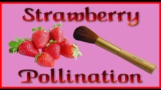 Aquaponics  Pollinating Strawberries Indoors [upl. by Sutniuq]