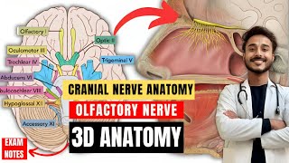 cranial nerve anatomy  olfactory nerve anatomy  first cranial anatomy  neuroanatomy [upl. by Indira]