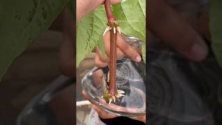 UPDATE Roots sprout for Betel leaf plant తమలపాకు [upl. by Aicsila600]