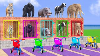 Cow Elephant Tiger Gorilla Hippo 3d Animal Long Slide Game Funny 3d Paint Animals Cage Game [upl. by Deryl]