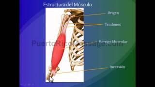 Kinesiologia Introducción a los principios del movimiento [upl. by Aylmer]