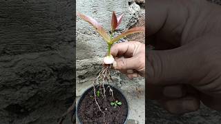 Grow Water Apple Tree From Water Apple Fruit In Tamil water apple plant short [upl. by Nylra546]