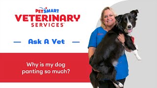 Dog Panting Causes Signs and What to Do from a PetSmart Vet DogPanting PetSmartVet PetCare [upl. by Zennie]