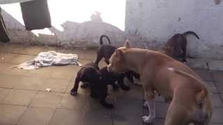 Pit bulls  Madre enseña a cachorros [upl. by Ettennahs]