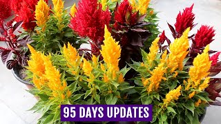 கோழி கொண்டை பூ  Celosia plant care and seeds collection in tamil  Devis home garden celosia [upl. by Carlstrom]