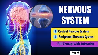 Explain Nervous System Anatomy and Physiology Hindi  Types of Neurons [upl. by Liamsi]