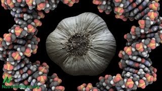 Cancer Interrupted Garlic amp Flavonoids [upl. by Arbmat]