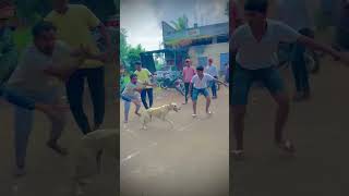 GREYHOUND DOG RACE ॥ श्वान शर्यत  महाराष्ट्र राज्य श्वान शर्यत ॥ shorts dograce [upl. by Airliah764]