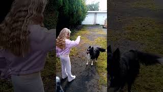 dog training whisperer tricks agility Barbara Woodhouse teaching lessons border collie tips sheepdog [upl. by Davida]