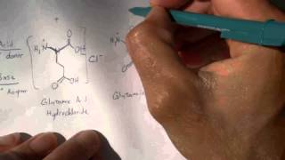 Digesting MSG amp Aspartame 2 of 4 Amino Acid Chemistry [upl. by Amalea]