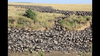 Tens of thousands of wildebeests migrate across the Mara River Kenya 20180802 [upl. by Trevethick]