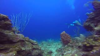 Diving RoatanTexas and Canyon Reef [upl. by Rebor]