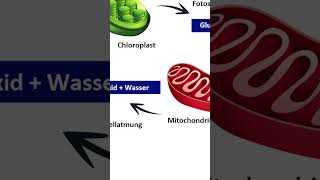 Fotosynthese amp Zellatmung einfach erklärt biologie unterricht [upl. by Ahseenyt]