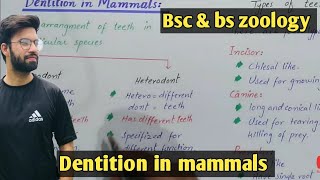 Mammals  External structures of Mammals part 1 [upl. by Aical]