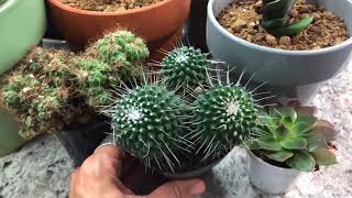 Grow Lighting for Indoor Succulent amp Cacti [upl. by Kora]