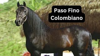 La Historia del Paso Fino Colombiano Tradición y Distinción [upl. by Gonnella]