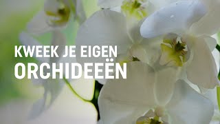 Orchideeën kweken  DIY video  Pokon Groen doet je goed [upl. by Coltin961]