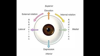 Extra Ocular muscle in short [upl. by Aliakim]