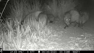 Jun 30 2023 javelinas playing and fighting [upl. by Ronny955]