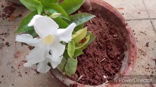 How to take care of MandevillaDipladenia or the Rock Trumpet plant [upl. by Rutledge]