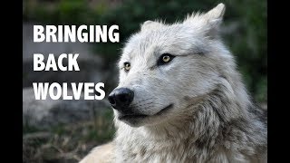 Bringing Back The Wolf by Kirsty Wells  CITIZEN ZOO  REWILDING [upl. by Rofotsirk462]