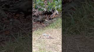 Didelphis marsupialisZarigüeya común captada en el Manglar Buscando Alimento [upl. by Naivaf]