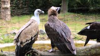 De gieren van Planckendael  Vultures of Planckendael [upl. by Alaehs]