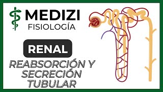 Fisiología Renal  Reabsorción y secreción tubular renal Introducción IGdoctorpaiva [upl. by Yaya375]