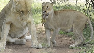 OMG Lioness GIVES BIRTH in front of us [upl. by Marline]