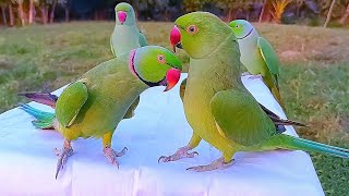 Indian Ringneck Parrot Compilation [upl. by Oicirtap]