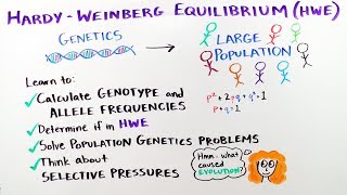 HardyWeinberg Equilibrium  iBiology amp Youreka Science [upl. by Steffie20]