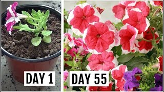 Know The Right Way to Grow amp Care for Petunia Plant [upl. by Arrol]