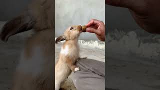 offering a piece of food to rabbits in a natural environment [upl. by Katy]