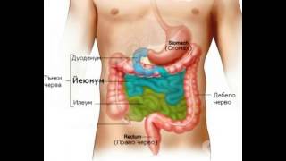 What is the Ileum [upl. by Murial]