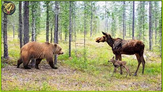 Unbelievable Moments When Bear Attack Gone Wrong Caught On Camera  Animal Fighting [upl. by Anyalram]