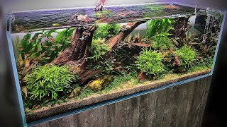 The BEST AQUASCAPES at Aquarium Gardens  WIN A NEO DIFFUSER [upl. by Aubine199]