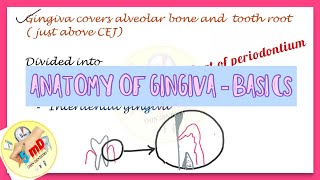 Gingiva  Anatomy  Part 1  Periodontics [upl. by Cinomod]