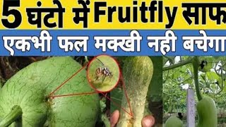 fruit fly control  5 घंटे में fruit fly साफ l best insecticide for fruit fly । fruit fly trap [upl. by Valentina]