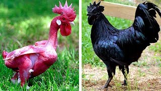 7 Races De Poules Exotiques Que Vous Ne Croirez Pas Existent [upl. by Swaine335]