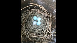 Brown Headed Cowbird Egg in Bluebird House  What to do Here is what I did and how it turned out [upl. by Bogusz]