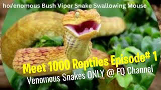 Episode 1  Meet 1000 Reptiles  A Scaly Adventure Begins reptiles reptile reptileworld [upl. by Raddi847]