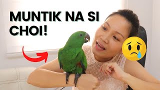 Paano natin BINUHAY si CHOICHOI ang ECLECTUS PARROT  Tips and Care Guide  Munting Ibunan [upl. by Rives]