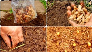 Freesia planting guide how to grow freesia from seed  growing freesia flowers at home garden UK [upl. by Pollak]